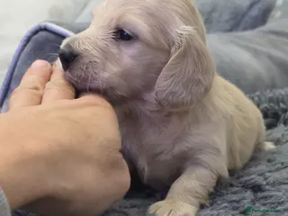 Miniature Dachshund dogs Cream Miniature long-haired - Advert 6