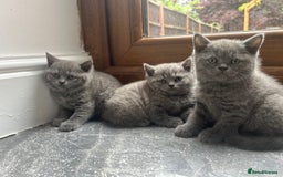 British Shorthair cats for sale: Beautiful British Shorthair Kittens  | From £500 - Image 10