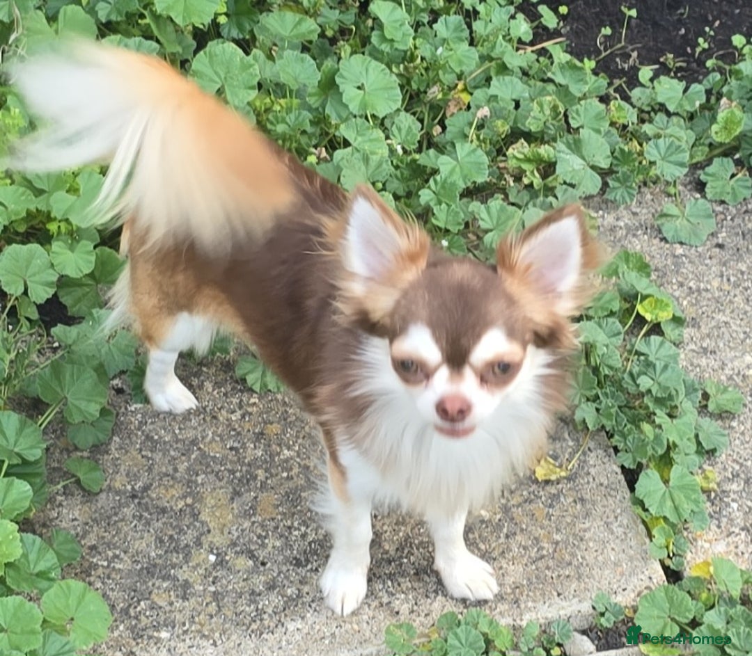 Chihuahua dogs for stud: Chihuahua for stud  - Image 7