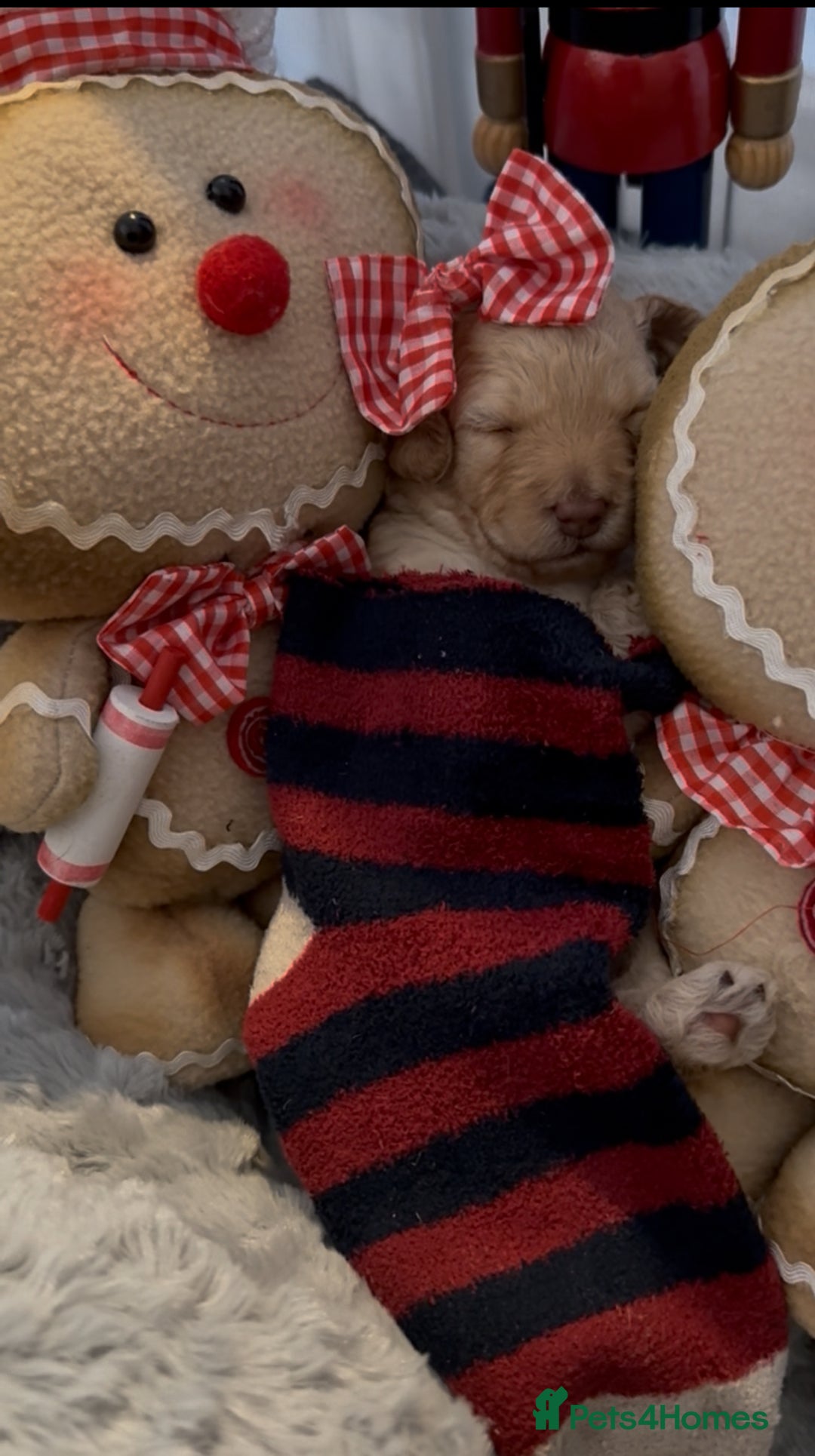 Mixed Breed dogs for sale: Poochon x Doxiepoo - Advert 6