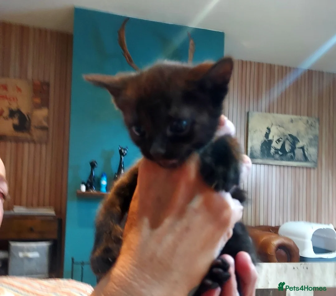 Mixed Breed cats for sale: Gingal kitte s x 5 - Advert 12