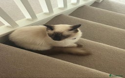 Ragdoll cats for sale: Purrfect Match? Meet Isabella the Ragdoll Queen - Image 3
