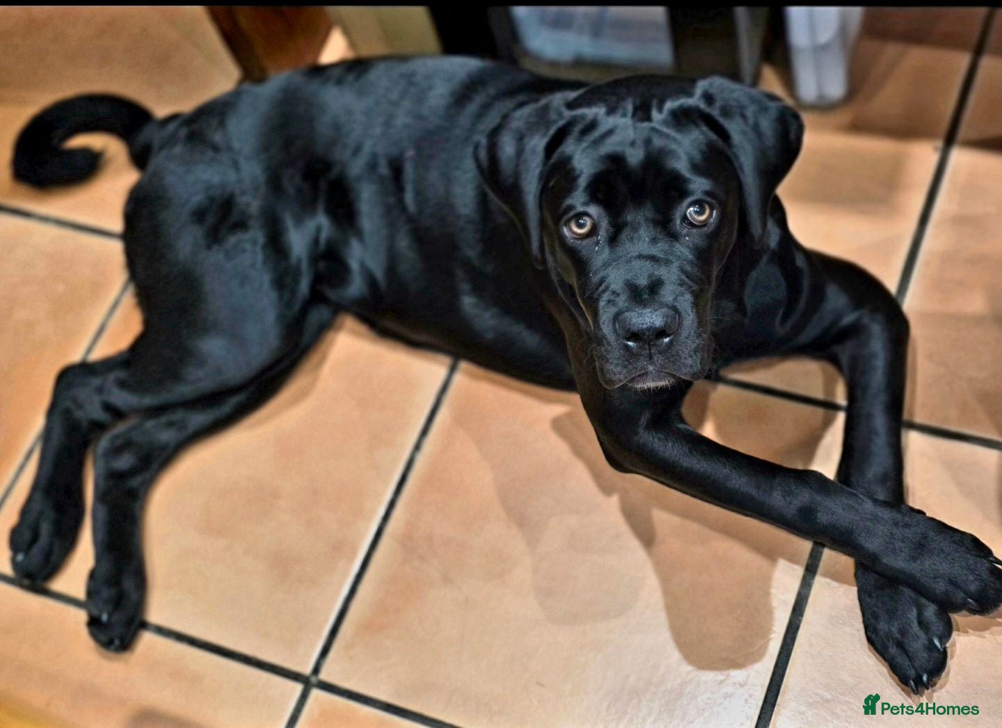 Cane Corso dogs Poppy - Advert 1