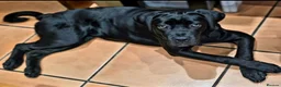 Cane Corso dogs for sale: Poppy in Retford - Advert 1