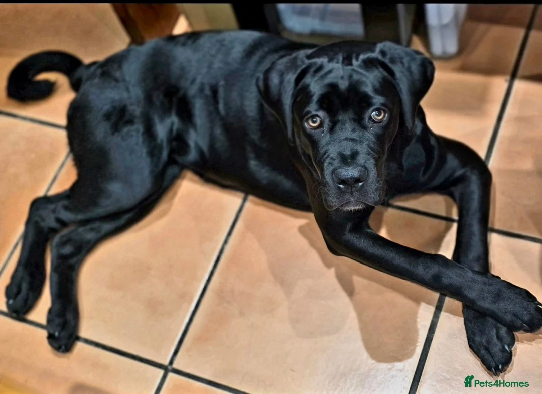 Cane Corso dogs for sale: Poppy in Retford - Advert 1