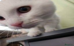 Khao Manee cats for sale: Beautiful Female Kitten - Image 3