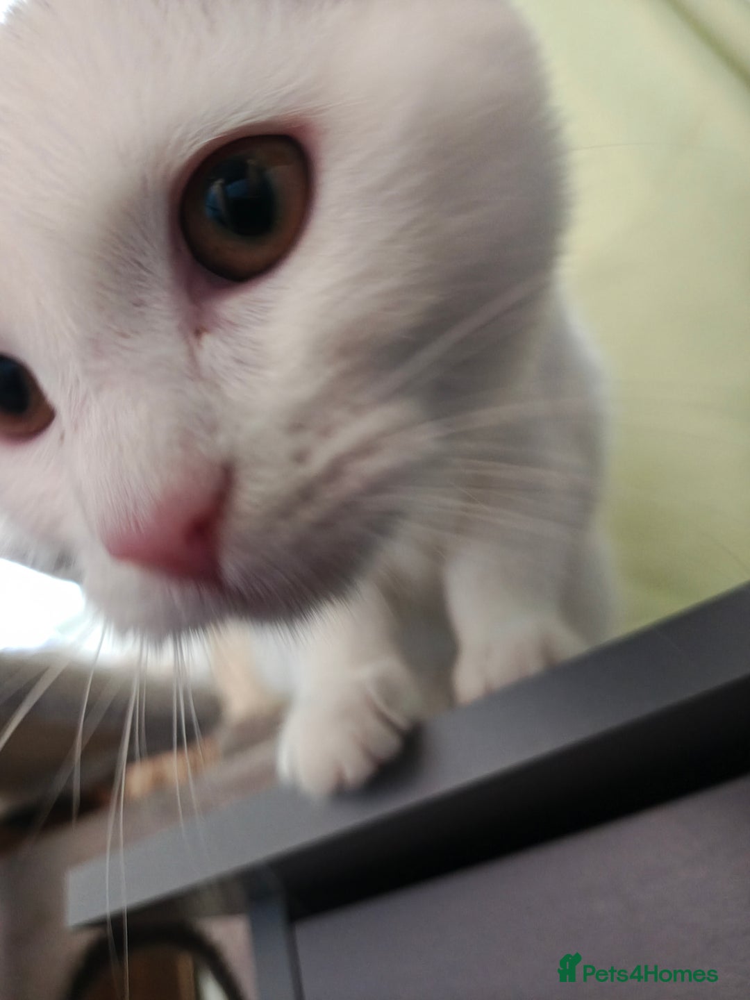 Khao Manee cats for sale: Beautiful Female Kitten - Image 3