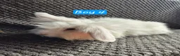 Mini Lion Lop rabbits for sale: Mini Lion Lop Bunnies - Advert 4