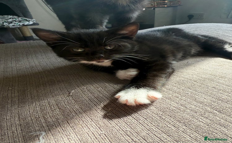 Mixed Breed cats - Advert 1