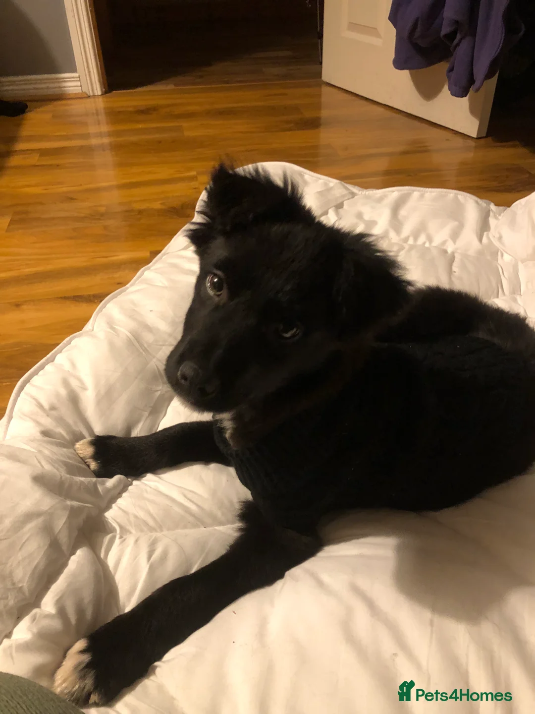 Mixed Breed dogs for sale: Kelpie x Collie in Ballymena - Advert 3