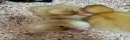Ducks poultry for sale: Pure breed ducklings in Barnsley - Advert 8