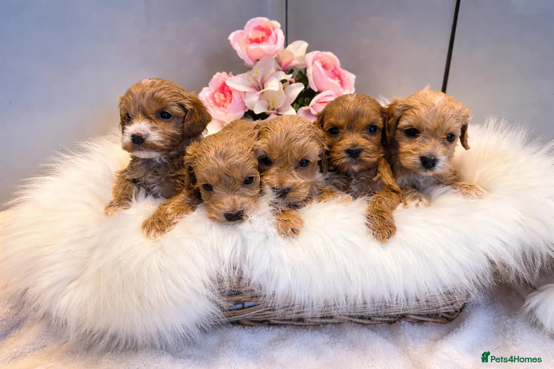 Cockapoo dogs for sale: 🐶❤️ Exceptional F1 Cockapoos ❤️🐶 - Advert 1