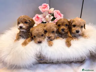 Cockapoo dogs 🐶❤️ Exceptional F1 Cockapoos ❤️🐶 - Advert 15