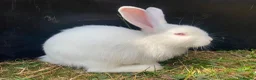 New Zealand rabbits for sale: New Zealand whites - Advert 2