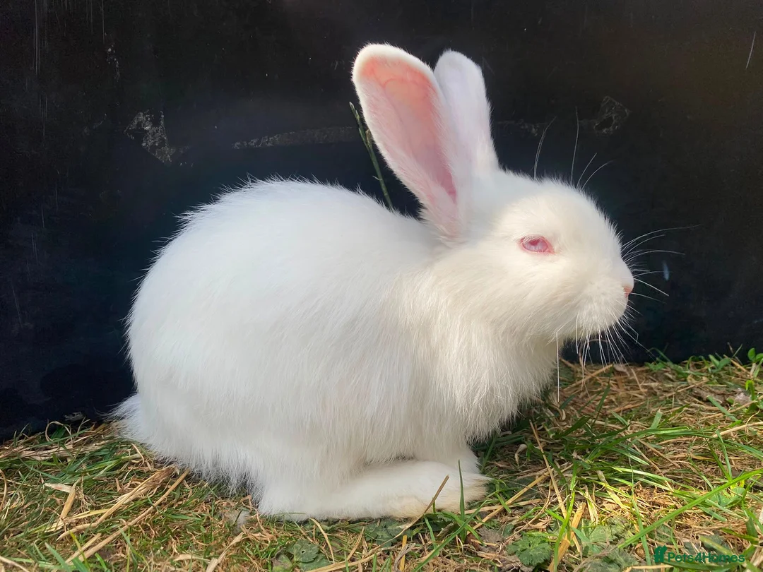 New Zealand rabbits for sale: New Zealand whites - Advert 2