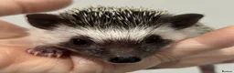 Pygmy Hedgehog rodents for sale: Girls Boys Ethically Bred African Pygmy Hedgehogs - Advert 12