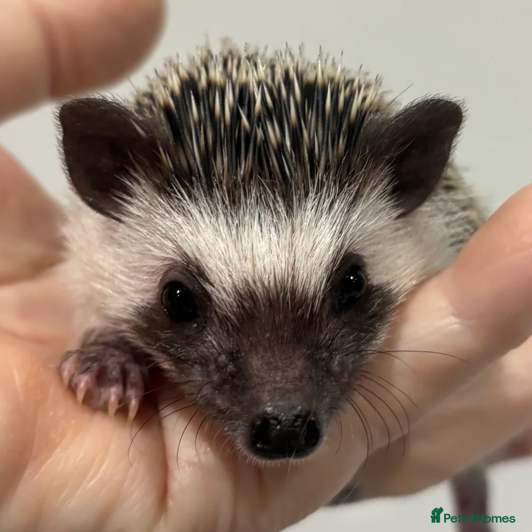 Pygmy Hedgehog rodents for sale: Girls Boys Ethically Bred African Pygmy Hedgehogs - Advert 12