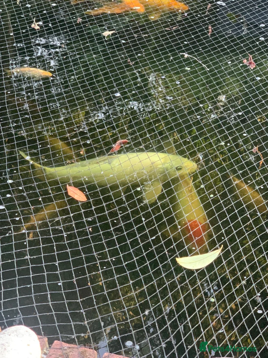 Koi Carp fish for sale: Koi Carp – Full Pond Clearance in Nottingham - Advert 8