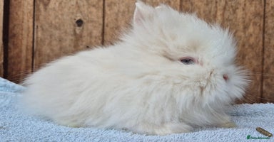Lionhead rabbits - Advert 1