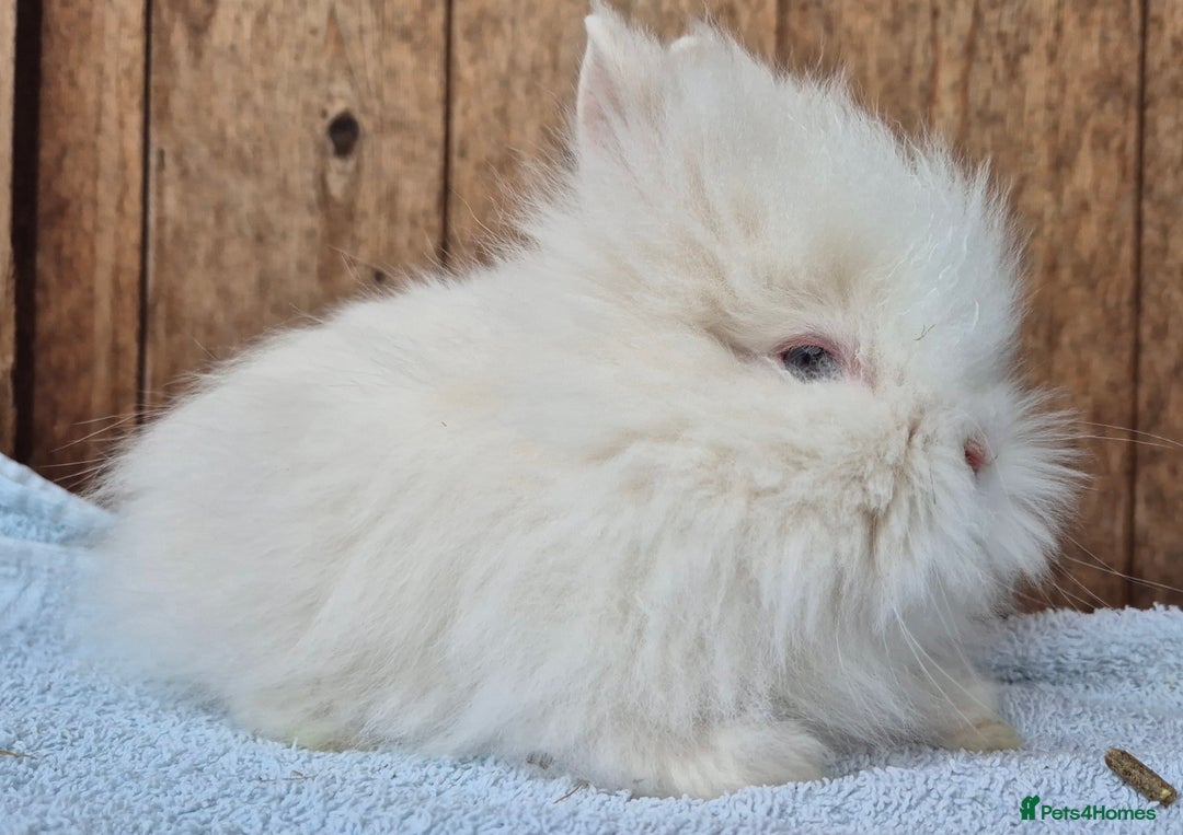 Lionhead rabbits for sale: Lion head babys ready now  - Image 2