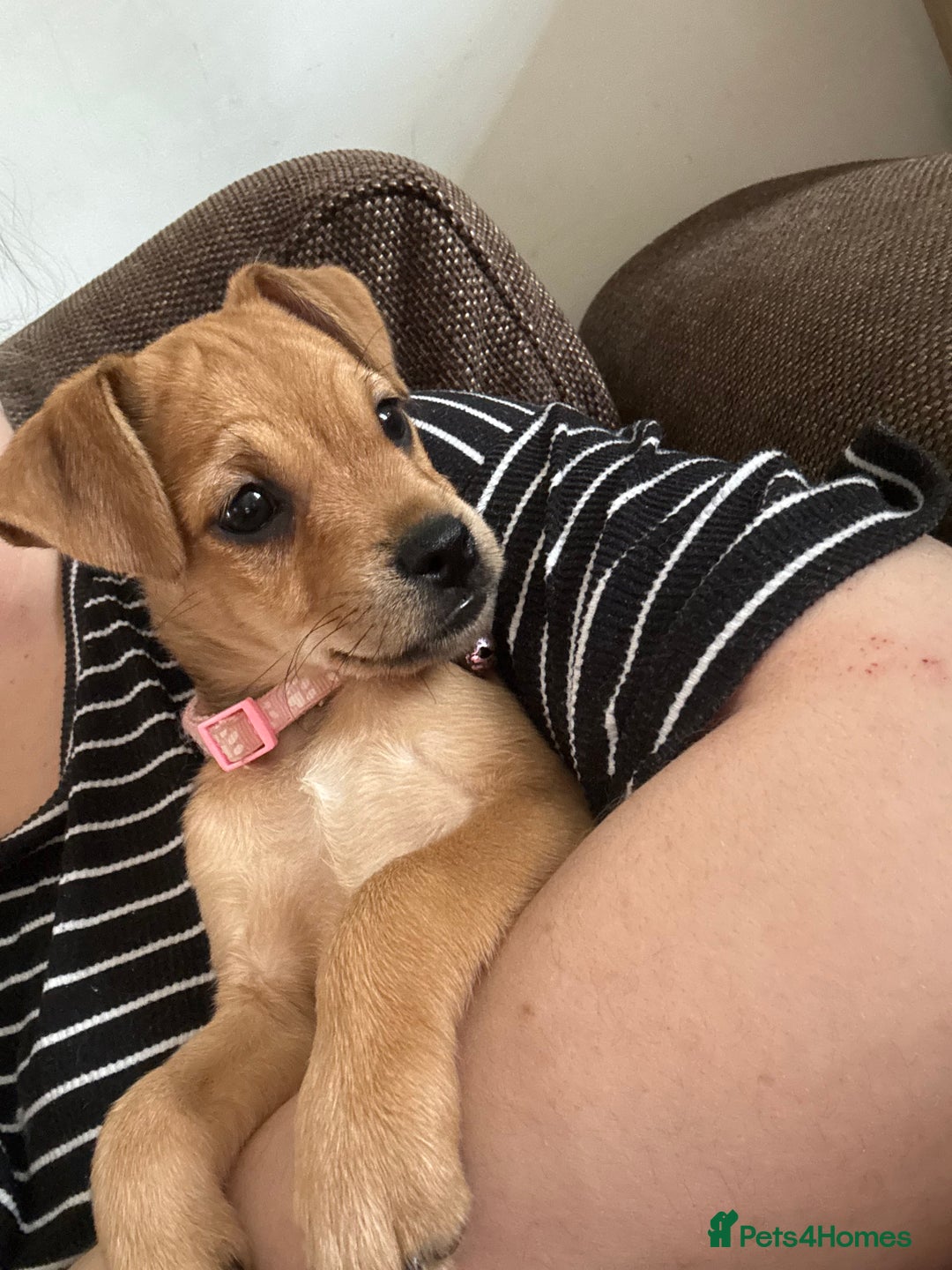 Mixed Breed dogs for sale:  Puggle x Patterdale Puppies - Image 4