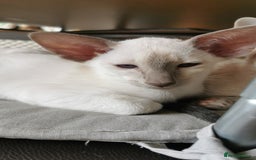 Siamese cats for sale: Pedigree Siamese Kittens for sales - Image 7