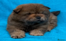 Chow Chow dogs for sale: KC Reg Chow Chow Puppies  - Image 15
