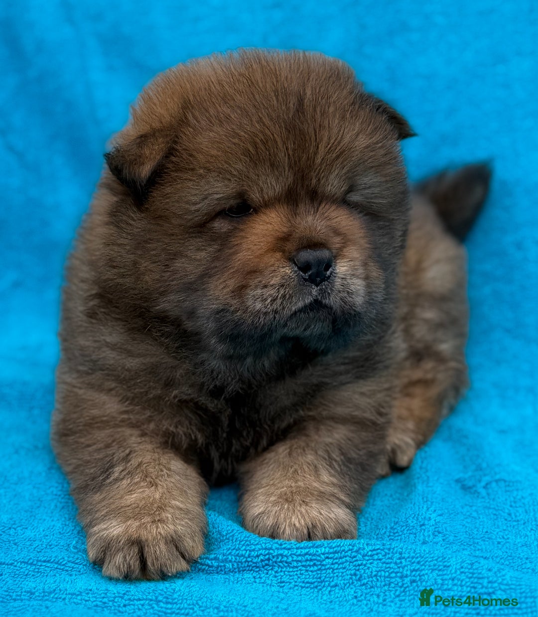 Chow Chow dogs for sale: KC Reg Chow Chow Puppies  - Image 15