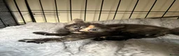 Mixed Breed cats for sale: Winnie,Honey, Dixie - Advert 4