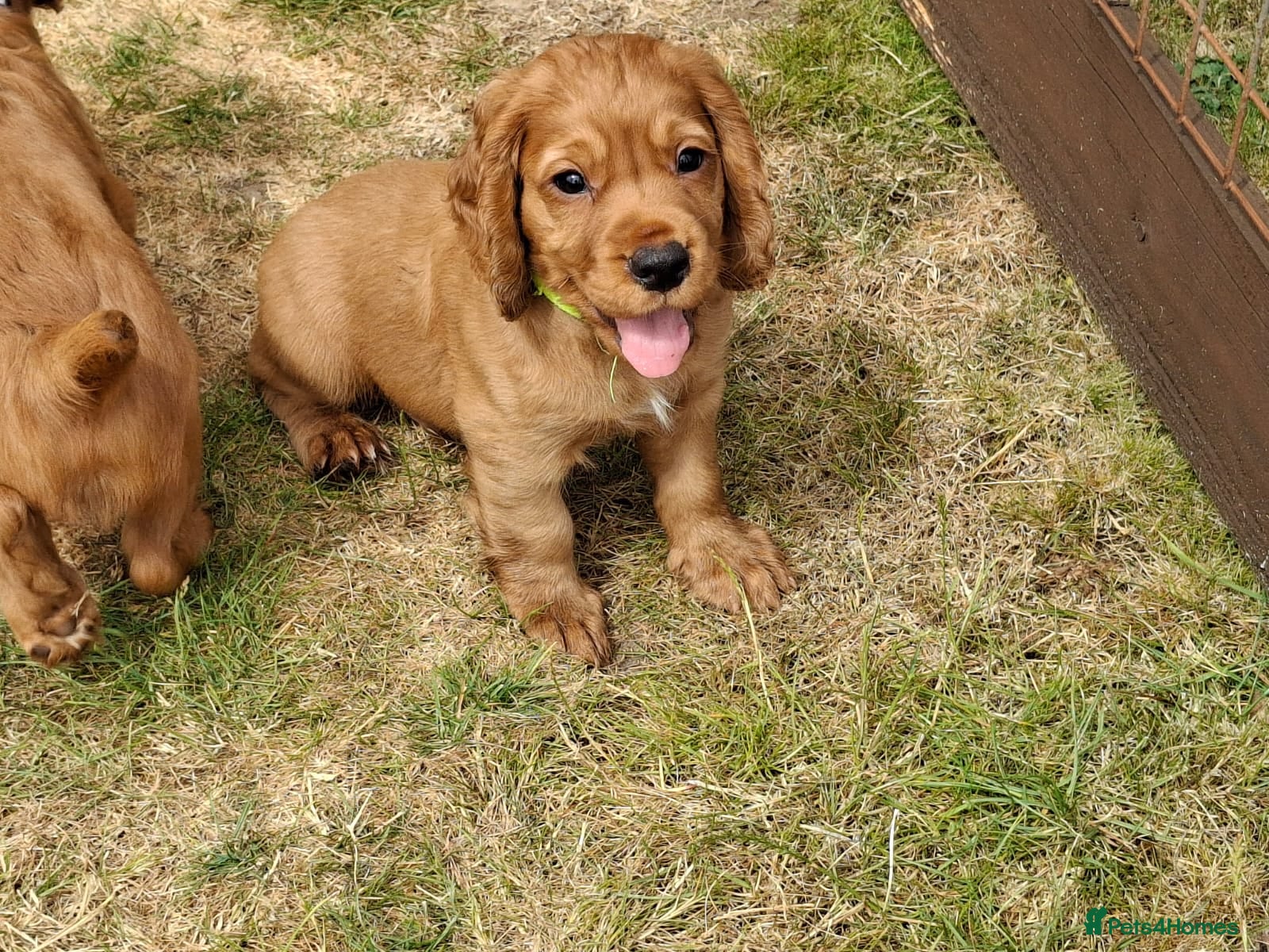 Cocker Spaniel dogs 4 Red Working Cocker Spaniel Boys - Advert 2