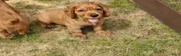 Cocker Spaniel dogs for sale: 4 Red Working Cocker Spaniel Boys - Advert 8