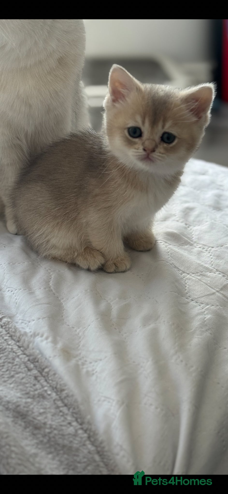 Scottish Fold cats for sale: Scottish pedigree golden kittens - Advert 21