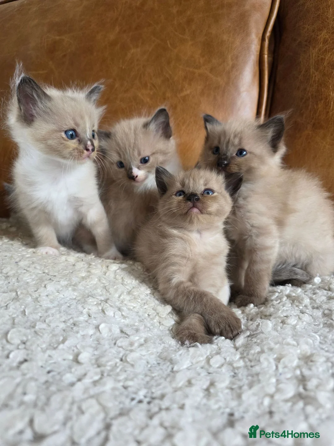 Ragdoll cats for sale: Beautiful Ragdoll Kittens - Advert 1