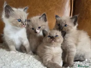 Ragdoll cats Beautiful Ragdoll Kittens - Advert 1