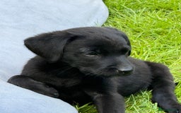 Labrador Retriever dogs for sale: KC registered working strain Labrador puppies - Image 3