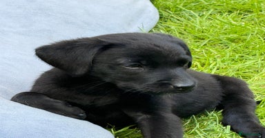 Labrador Retriever dogs - Advert 7