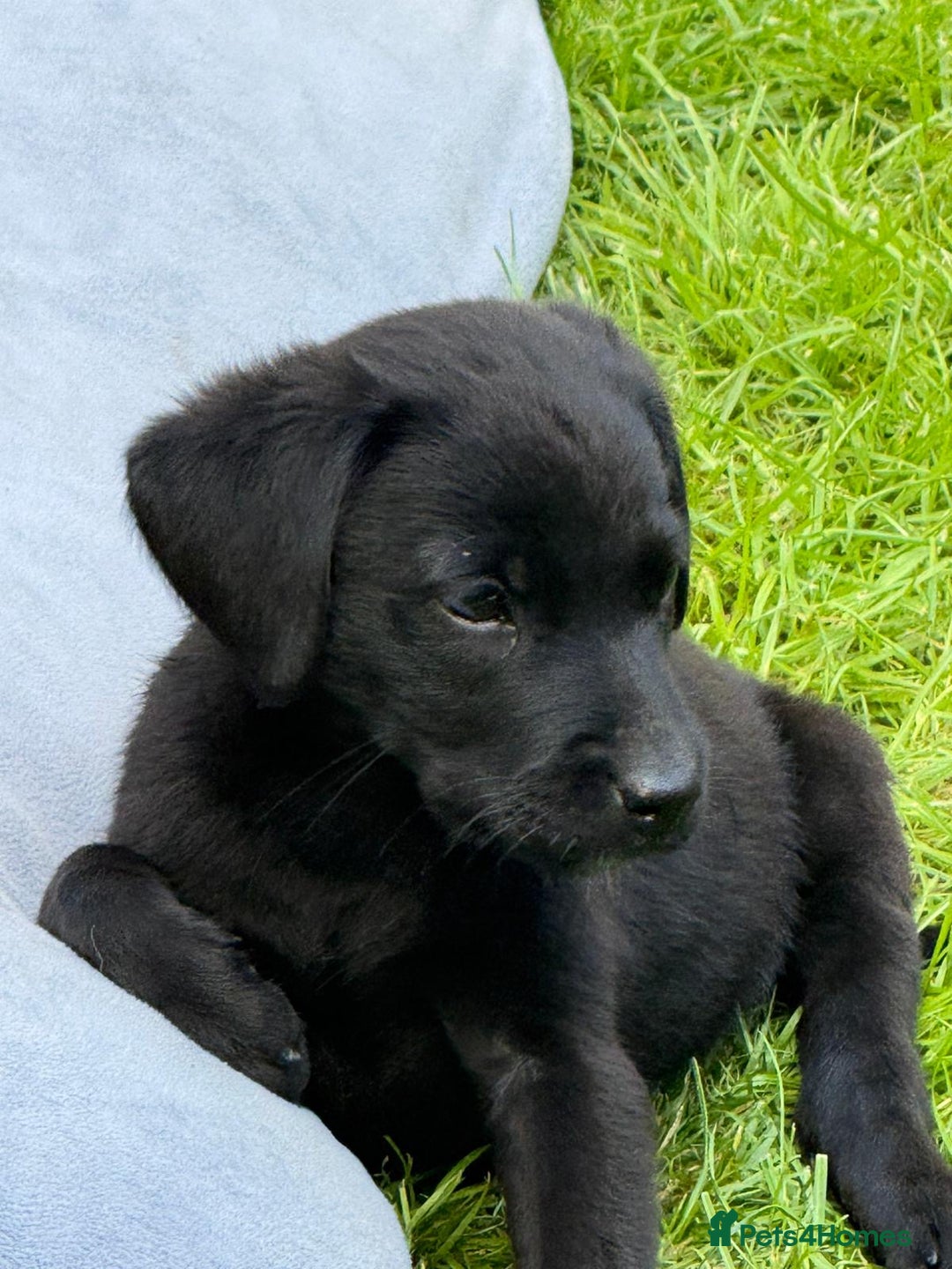 Labrador Retriever dogs for sale: KC registered working strain Labrador puppies - Image 3