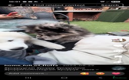 Chow Chow dogs for sale: Beautiful chow chow black girl - Image 1