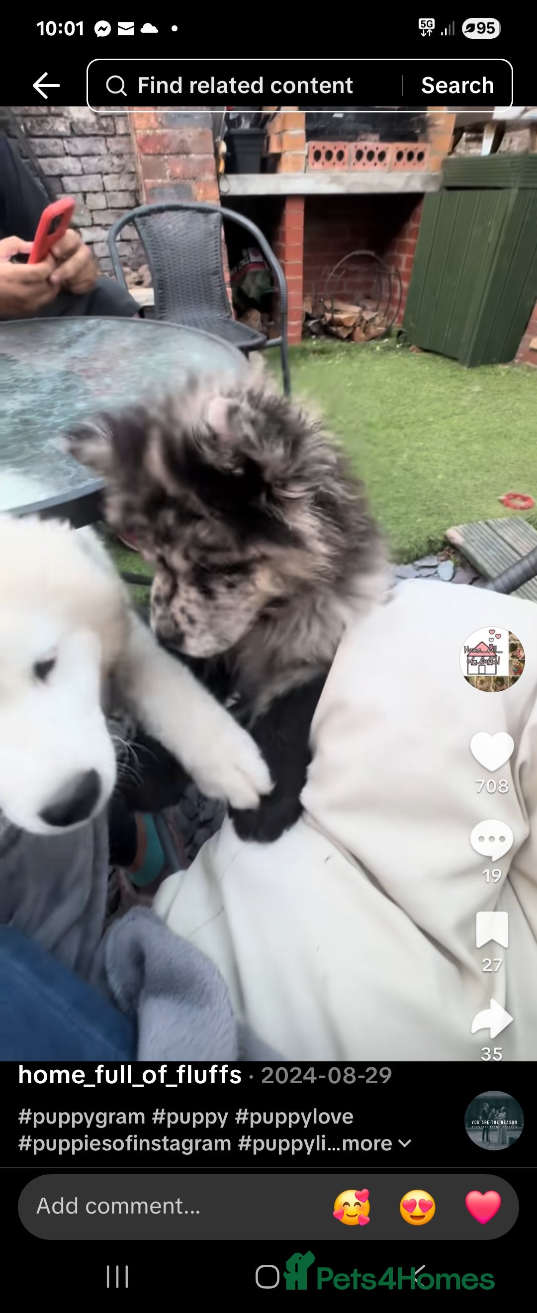 Chow Chow dogs for sale: Beautiful chow chow black girl - Image 1