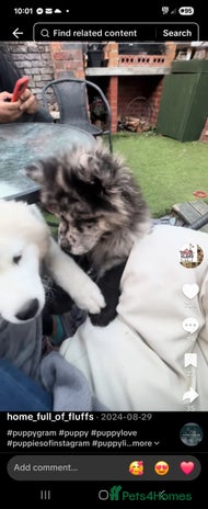 Chow Chow dogs - Advert 1