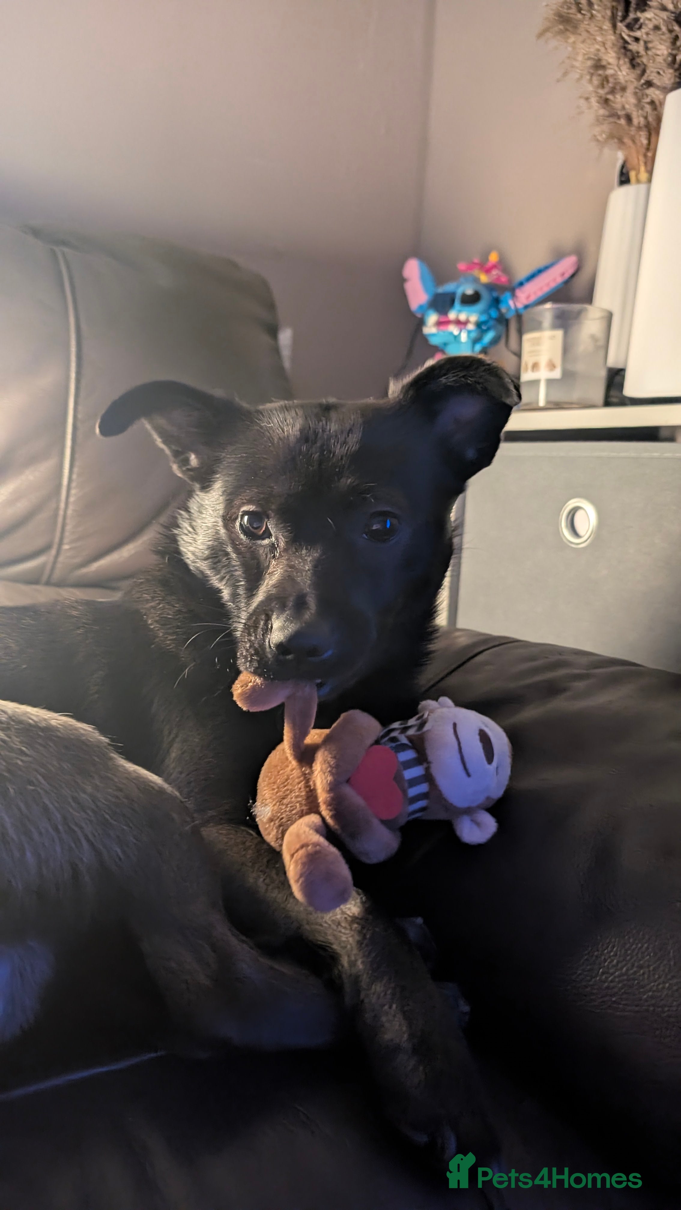 Mixed Breed dogs Urgent Home needed  - Advert 1