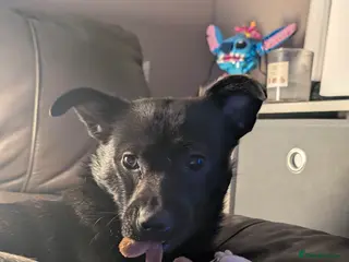 Mixed Breed dogs Urgent Home needed - Advert 2