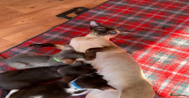 Siamese cats - Advert 6