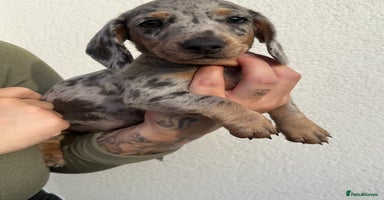 Miniature Dachshund dogs - Advert 4