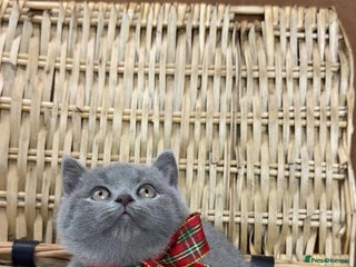 British Shorthair cats GCCF British Shorthaired kittens - Ready 28th Nov - Advert 6