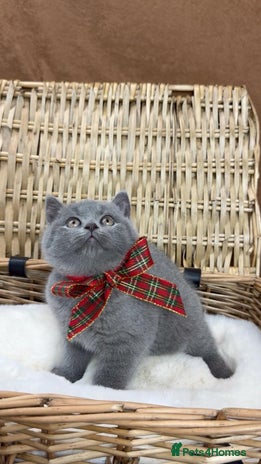 British Shorthair cats - Advert 6