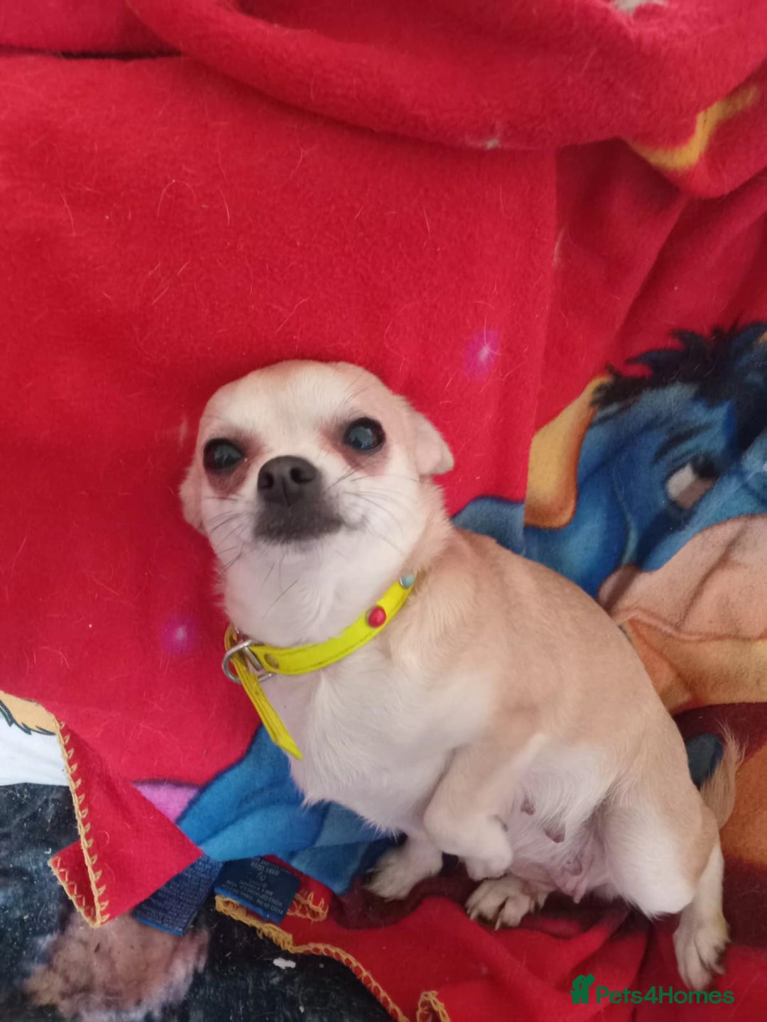 Chihuahua dogs for sale: Three smooth haired boys  - Advert 2