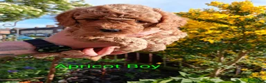 Apricot Boy