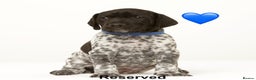 German Shorthaired Pointer dogs for sale: Stunning litter of German Shorthaired Pointers - Advert 8
