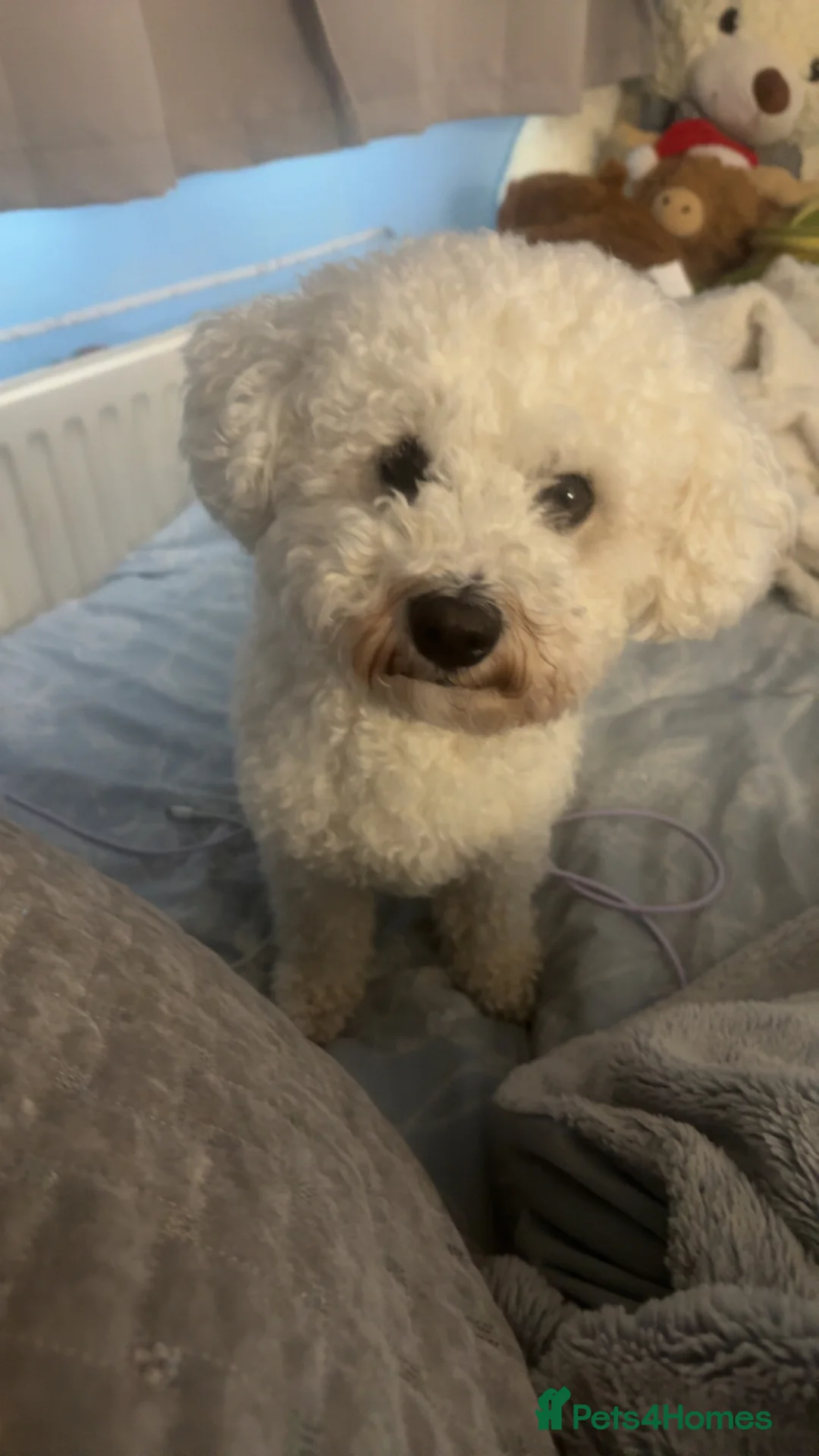 Bichon Frise dogs for stud: Bichon Frise for stud - Advert 6